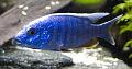 Sciaenochromis - Fryeri